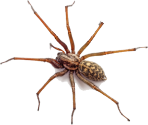 brown house spider