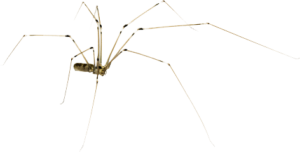 daddy long legs spider