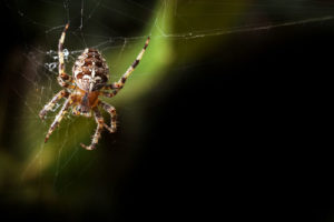 golden orb weaving spider