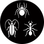 Spider, Cockroach, Ants