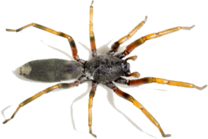 white tailed spider