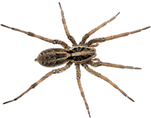 wolf spider